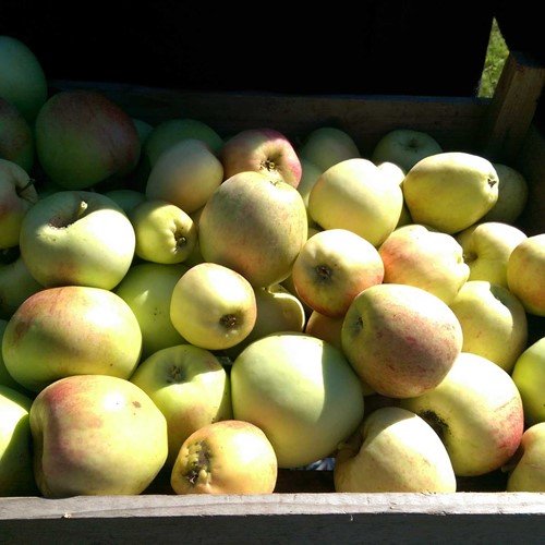 Æbler plukket på plantagen i Søby